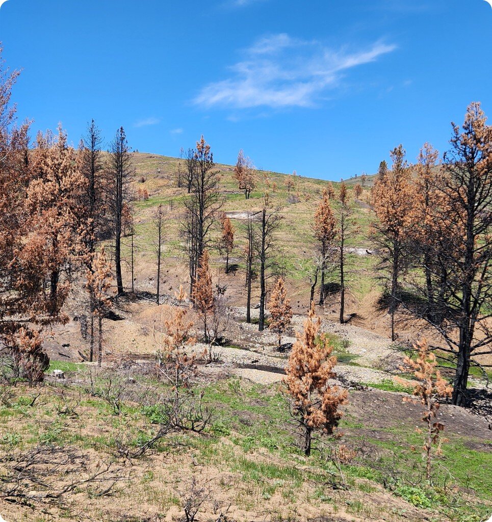 Mormon Basin landscape showing historic mine tailings